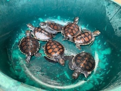 Mnember island tours and baraka aquairim nungwi