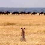 Eseki Luxury Travel