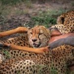 Simba Paka Safaris